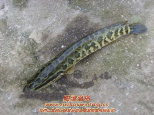 陽澄湖常見的魚