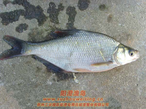 陽澄湖常見的魚