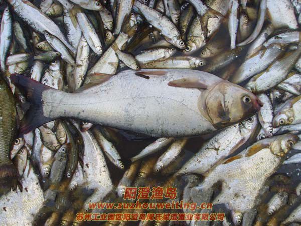 陽澄湖常見的魚