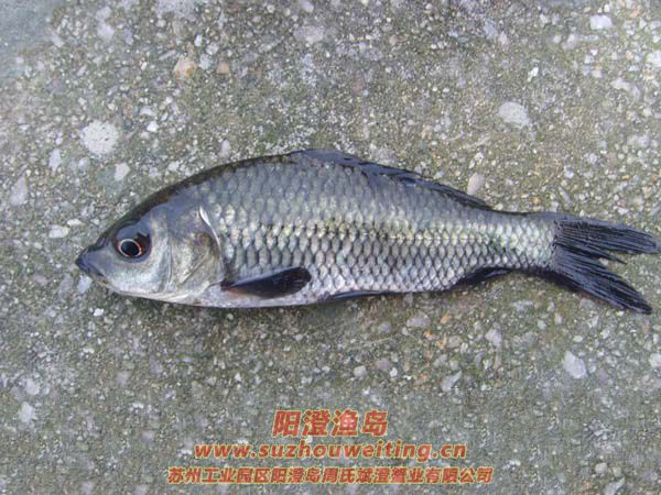 陽澄湖常見的魚