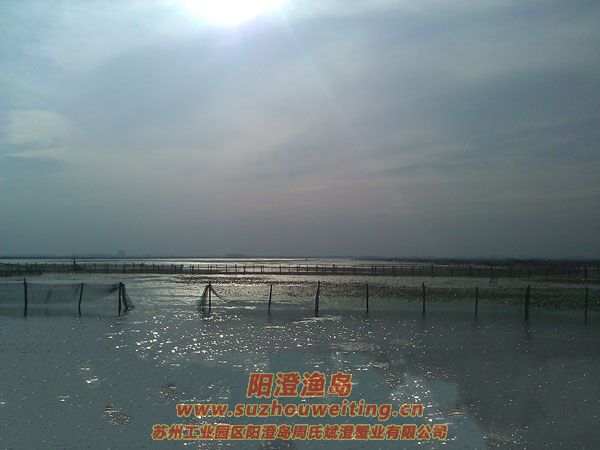 陽光明媚陽澄湖圖片一