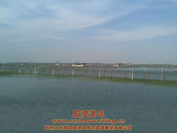 陽光明媚陽澄湖圖片四