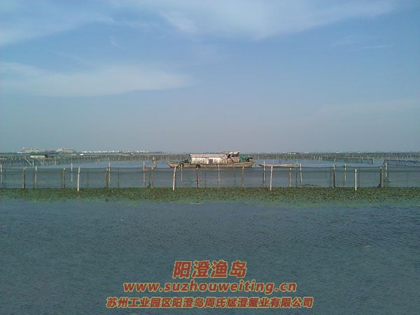 陽光明媚陽澄湖圖片三